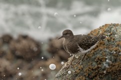 Mathieu Cristofor_Wildlife Photography_seabird